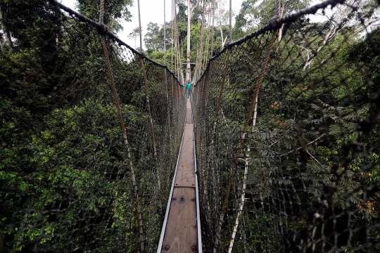 Ekstremnya Jembatan di Taman Nasional Kakum yang Bikin Kaki Lemas