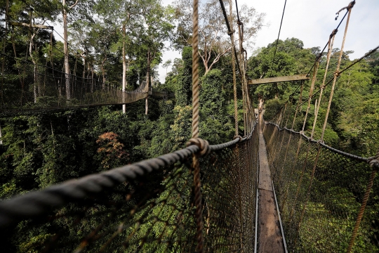 Ekstremnya Jembatan di Taman Nasional Kakum yang Bikin Kaki Lemas