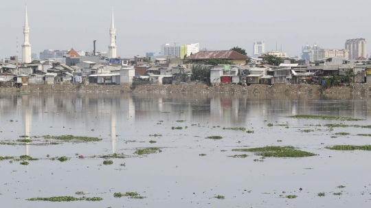 Kurang Perawatan, Eceng Gondok Kembali Tumbuh di Waduk Pluit