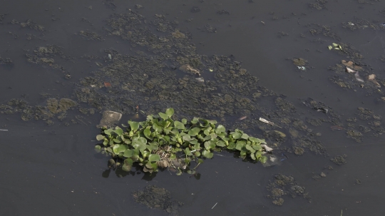 Kurang Perawatan, Eceng Gondok Kembali Tumbuh di Waduk Pluit