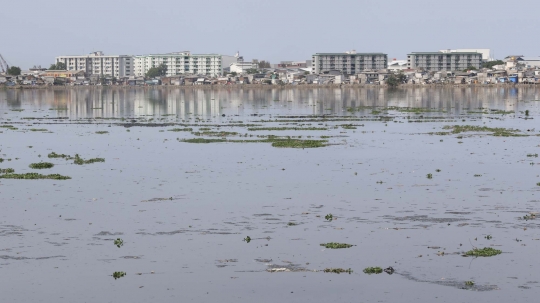 Kurang Perawatan, Eceng Gondok Kembali Tumbuh di Waduk Pluit