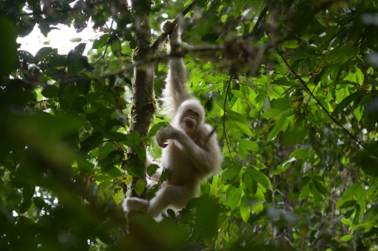 Melihat Kehidupan Alba, Orangutan Albino Usai Dilepas ke Alam Liar Hutan Kalimantan