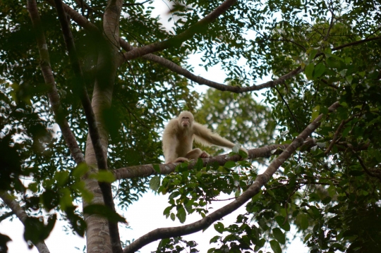 Melihat Kehidupan Alba, Orangutan Albino Usai Dilepas ke Alam Liar Hutan Kalimantan