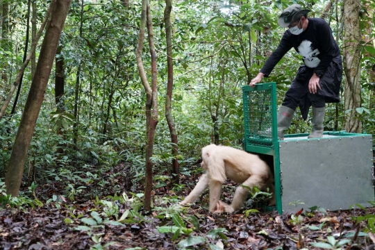 Melihat Kehidupan Alba, Orangutan Albino Usai Dilepas ke Alam Liar Hutan Kalimantan