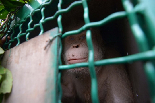 Melihat Kehidupan Alba, Orangutan Albino Usai Dilepas ke Alam Liar Hutan Kalimantan