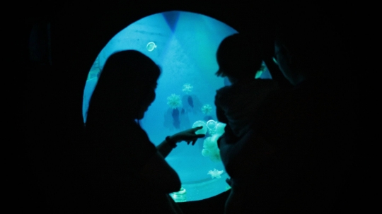 Mengunjungi Wahana Jellyfish Sphere di Sea World Ancol