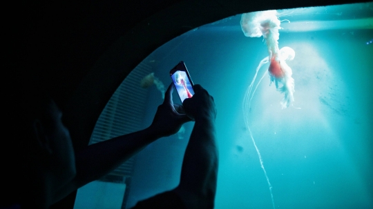 Mengunjungi Wahana Jellyfish Sphere di Sea World Ancol