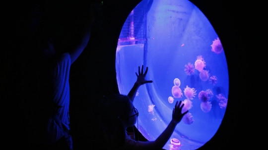 Mengunjungi Wahana Jellyfish Sphere di Sea World Ancol