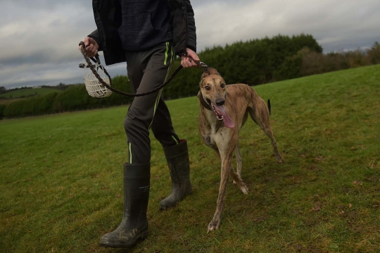 Begini Ganasnya Anjing Greyhound saat Berburu Kelinci