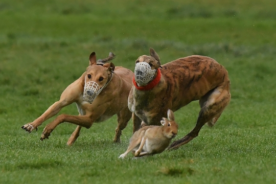 Begini Ganasnya Anjing Greyhound saat Berburu Kelinci