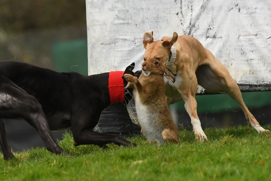 Begini Ganasnya Anjing Greyhound saat Berburu Kelinci