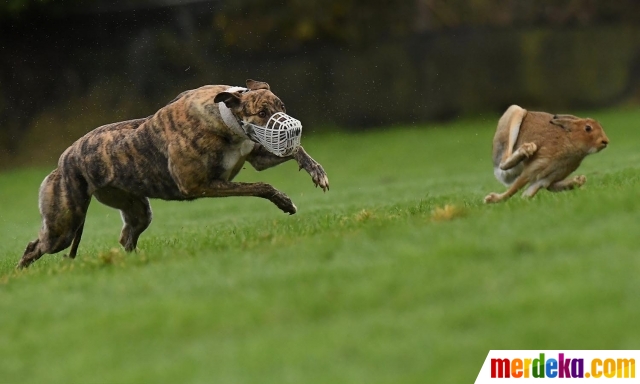 Foto Begini Ganasnya Anjing Greyhound Saat Berburu Kelinci