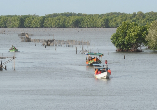 Menikmati Wisata Hutan Mangrove di Bekasi