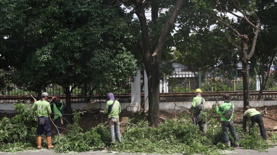 Antisipasi Musim Hujan dan Angin Kencang, Petugas Pangkas Pohon di Lenteng Agung