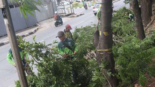 Antisipasi Musim Hujan dan Angin Kencang, Petugas Pangkas Pohon di Lenteng Agung