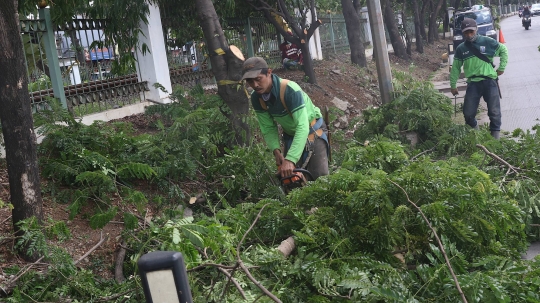 Antisipasi Musim Hujan dan Angin Kencang, Petugas Pangkas Pohon di Lenteng Agung