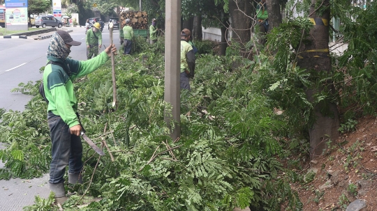 Antisipasi Musim Hujan dan Angin Kencang, Petugas Pangkas Pohon di Lenteng Agung