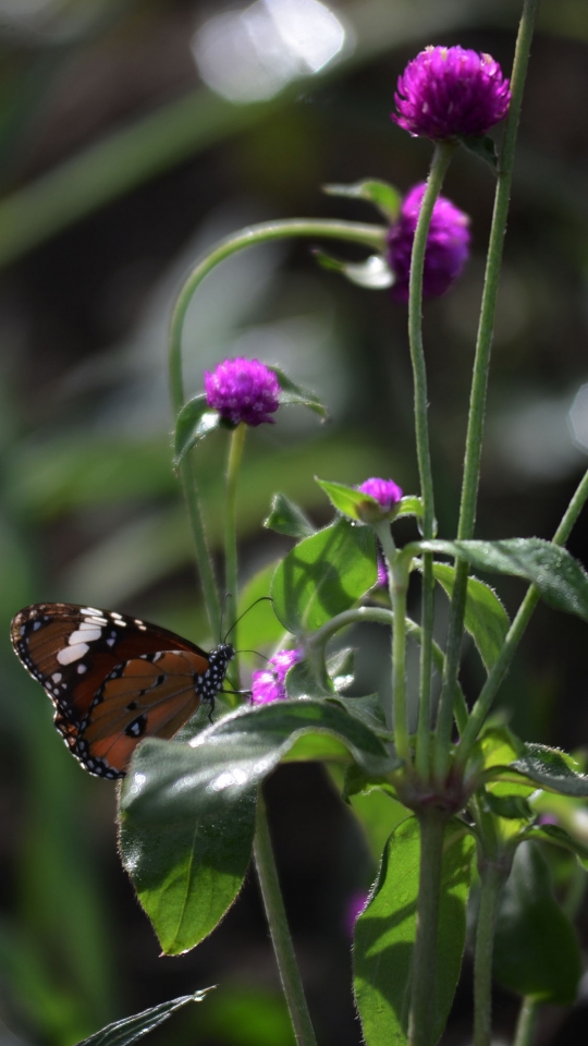 Budidaya Kupu-kupu Lewat Pemanfaatan RTH di Kalimalang
