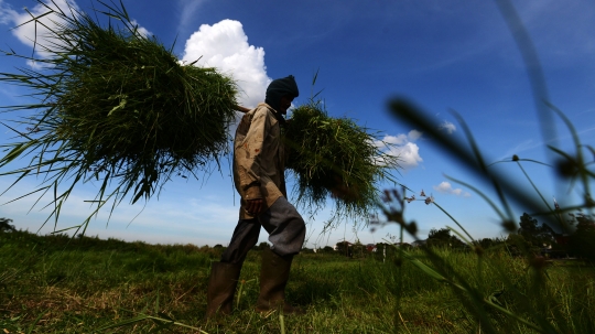 Potret Kakek Pencari Rumput untuk Pakan Ternak di Jakarta