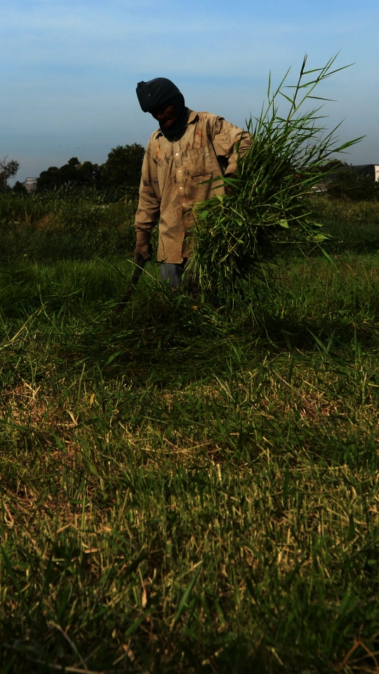 Potret Kakek Pencari Rumput untuk Pakan Ternak di Jakarta