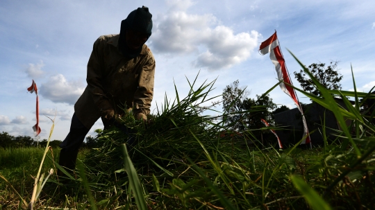 Potret Kakek Pencari Rumput untuk Pakan Ternak di Jakarta