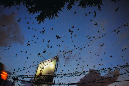 Fenomena Migrasi Ribuan Burung di Langit Semarang