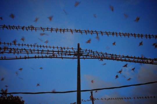 Fenomena Migrasi Ribuan Burung di Langit Semarang