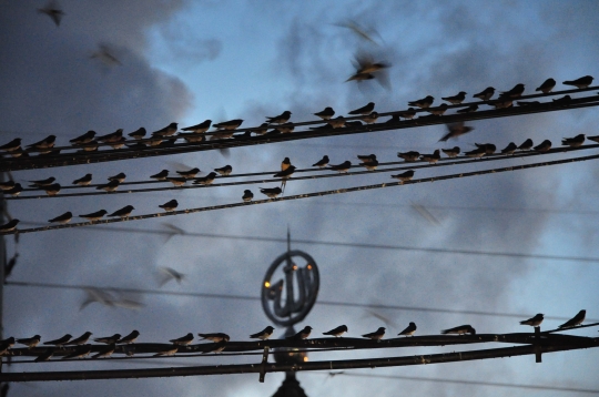 Fenomena Migrasi Ribuan Burung di Langit Semarang