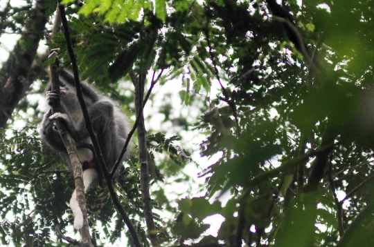 Populasi Monyet Surili Di Taman Nasional Gunung Halimun