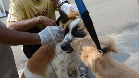 Cegah Rabies, Petugas Dinas KPKP Suntik Vaksin ke Kucing dan Anjing