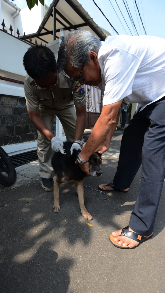 Cegah Rabies, Petugas Dinas KPKP Suntik Vaksin ke Kucing dan Anjing