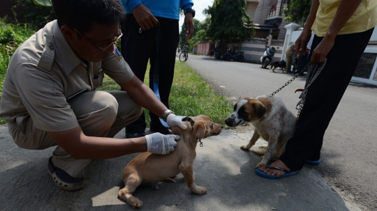 Cegah Rabies, Petugas Dinas KPKP Suntik Vaksin ke Kucing dan Anjing