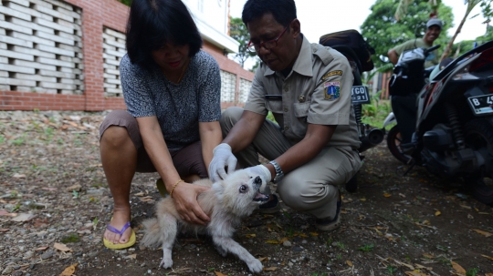 Cegah Rabies, Petugas Dinas KPKP Suntik Vaksin ke Kucing dan Anjing