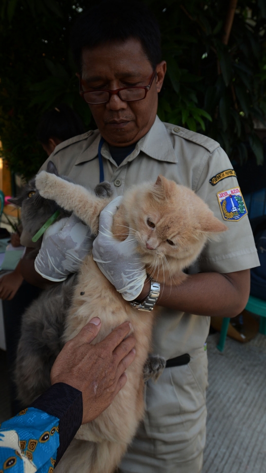 Cegah Rabies, Petugas Dinas KPKP Suntik Vaksin ke Kucing dan Anjing