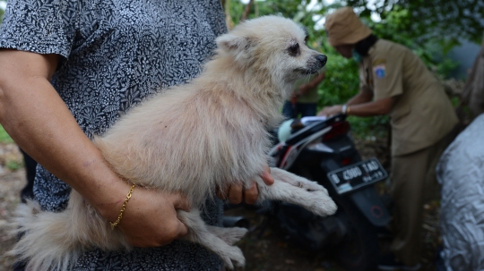 Cegah Rabies, Petugas Dinas KPKP Suntik Vaksin ke Kucing dan Anjing