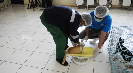 Melihat Proses Sterilisasi Kucing di Puskeswan