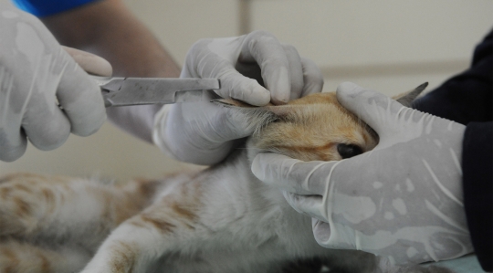 Melihat Proses Sterilisasi Kucing di Puskeswan