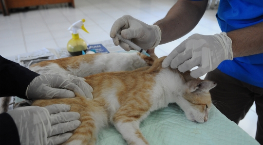 Melihat Proses Sterilisasi Kucing di Puskeswan