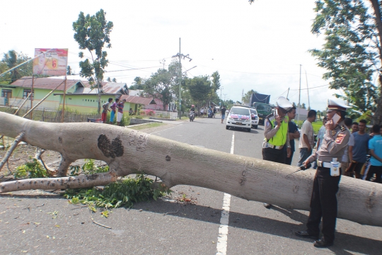 Pohon Berumur Puluhan Tahun Timpa Mobil di Jalan Trans Sulawesi