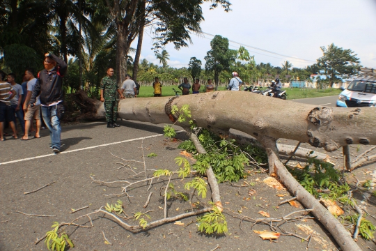 Pohon Berumur Puluhan Tahun Timpa Mobil di Jalan Trans Sulawesi