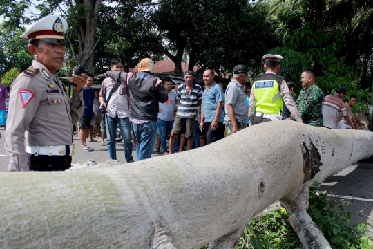 Pohon Berumur Puluhan Tahun Timpa Mobil di Jalan Trans Sulawesi