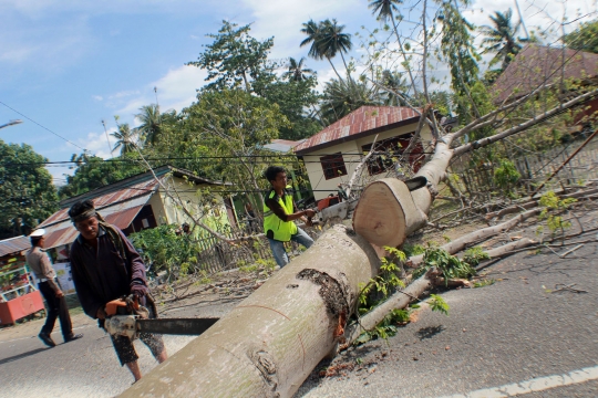 Pohon Berumur Puluhan Tahun Timpa Mobil di Jalan Trans Sulawesi