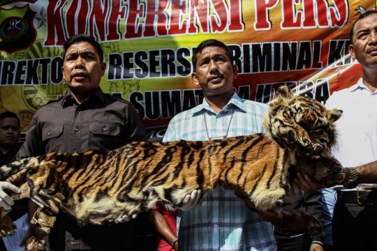 Kepolisian Medan Sita Kulit Harimau Senilai Rp 17 juta