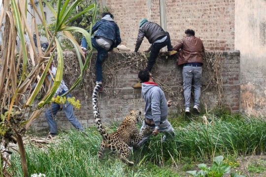 Momen Mencekam Saat Macan Tutul Serang Desa di India