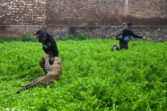 Momen Mencekam Saat Macan Tutul Serang Desa di India