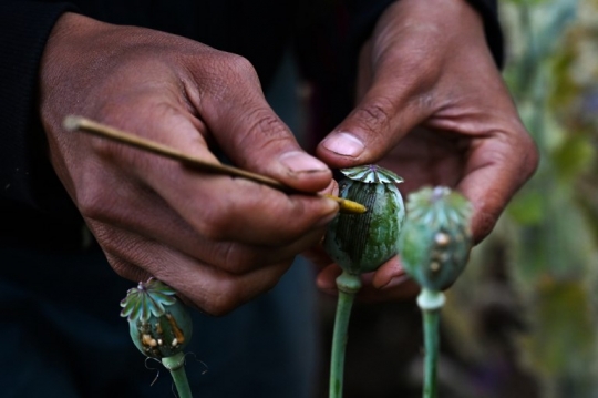 Melihat Ladang Opium di Myanmar