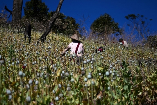 Melihat Ladang Opium di Myanmar