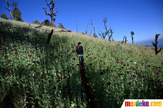 Foto : Melihat Ladang Opium di Myanmar merdeka.com