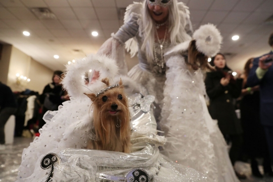 Dandanan Lucu Anjing di Pet Fashion Show