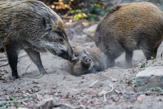 Kala Warga Hong Kong Hidup Berdampingan dengan Babi Hutan